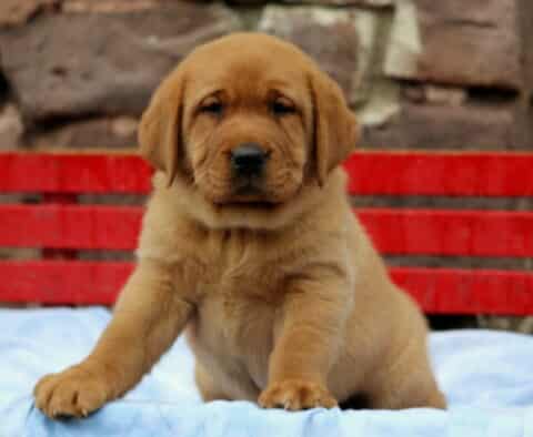 Fox Red Labrador Retriever puppy sitting upright on a light blue blanket with a serious expression, posed in front of a red wooden bench and stone wall backdrop.