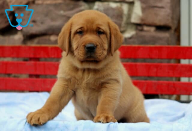 Fox Red Labrador Retriever puppy sitting upright on a light blue blanket with a serious expression, posed in front of a red wooden bench and stone wall backdrop. image
