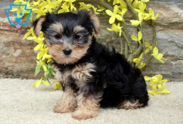 Sunshine Yorkie image