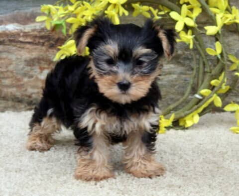 Sunshine Yorkie2