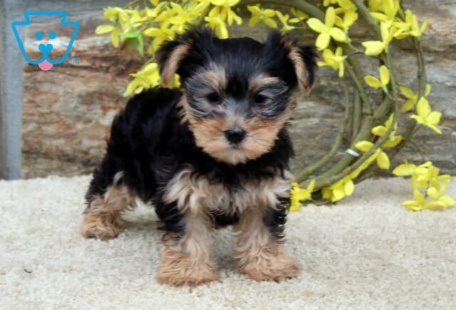 Sunshine Yorkie2 image