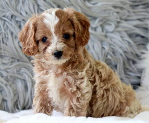 Sweetie Cavapoo
