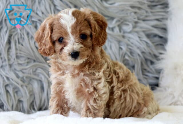 Adorable Cavapoo puppy with soft apricot and white curls sitting on a cozy white blanket in front of a fuzzy gray background. image