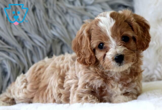 Fluffy Cavapoo puppy with apricot and white markings lying on a soft white blanket in front of a plush gray background. image