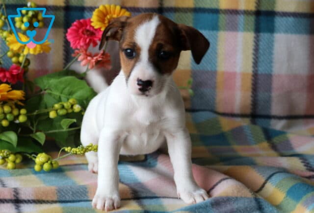 Tabatha Jack Russell image