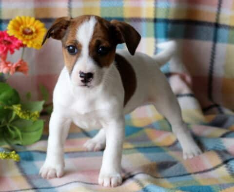 Tabatha Jack Russell2