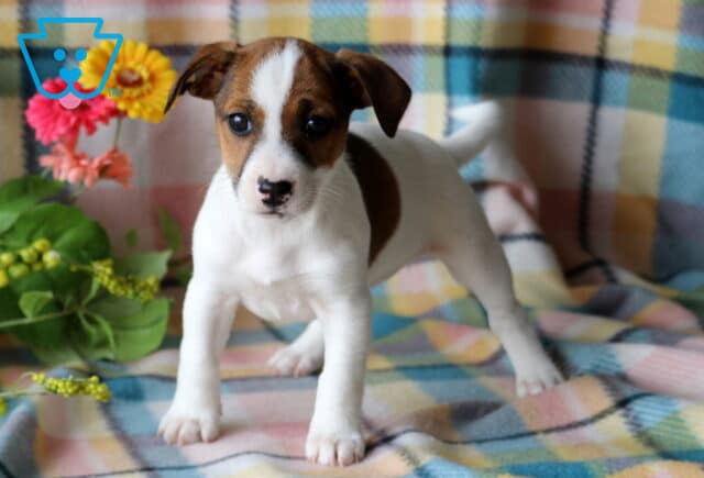 Tabatha Jack Russell2 image