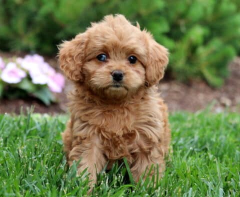 Tabby Cavapoo