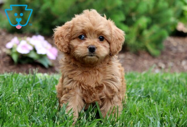 Tabby Cavapoo image