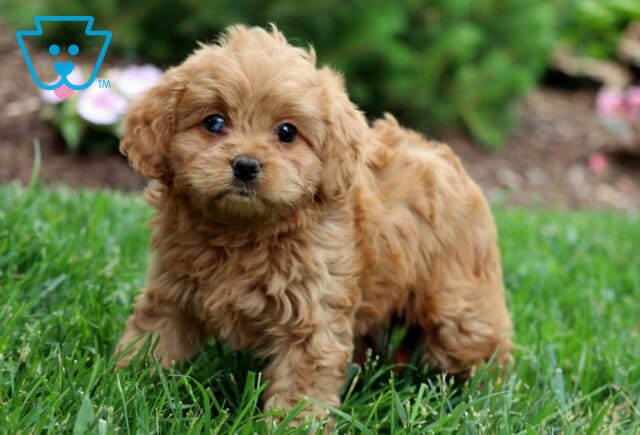 Tabby Cavapoo2 image