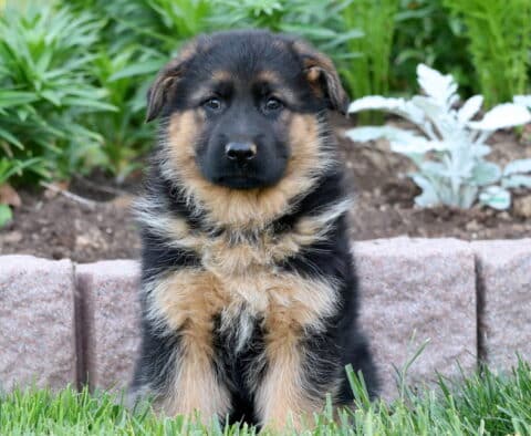 Handsome black and tan German Shepherd puppy sitting calmly in the grass, with a garden of leafy green plants and a stone wall behind him.