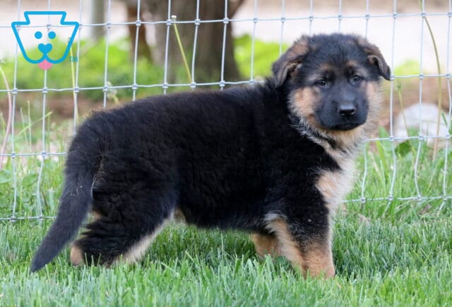Curious black and tan German Shepherd puppy standing in green grass near a wire fence, glancing toward the camera with a soft expression. image