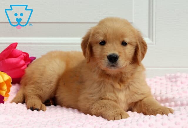 Tabby Golden2 image