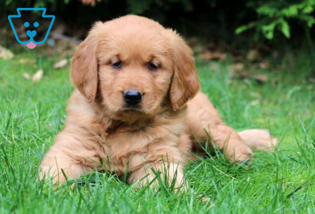 Golden Retriever puppy with a deep golden coat lying in the grass, surrounded by fallen leaves and shaded evergreens in the background. image