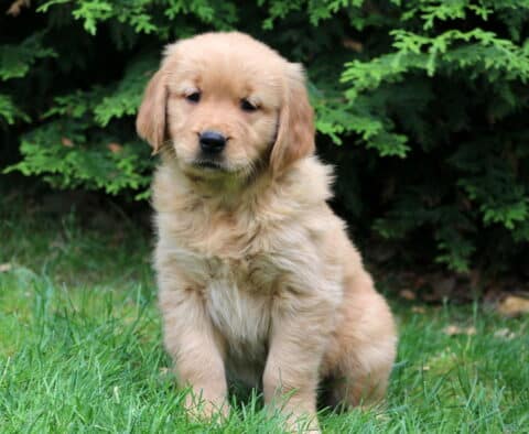 Tank Golden