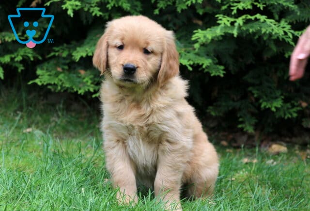 Golden Retriever puppy sitting in the grass with a fluffy golden coat, pine trees in the background, and a person's hand reaching gently toward the pup. image