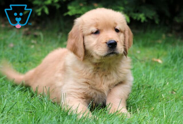 Golden Retriever puppy lying on green grass with a slightly fluffy tail stretched out behind, looking peaceful with dark greenery in the background. image