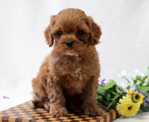 Fluffy reddish-brown Cavapoo puppy sitting on a checkered wooden board beside a bouquet of yellow and purple flowers, posed in front of a soft white background.