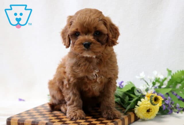 Fluffy reddish-brown Cavapoo puppy sitting on a checkered wooden board beside a bouquet of yellow and purple flowers, posed in front of a soft white background. image