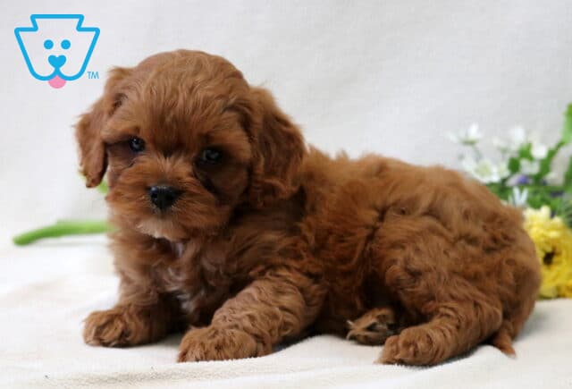 Cute Cavapoo puppy with soft reddish-brown fur lying on a white surface in front of a bouquet of yellow and purple flowers, gazing sweetly at the camera. image