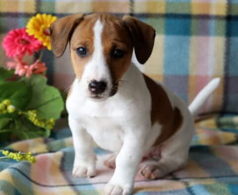Tanner Jack Russell