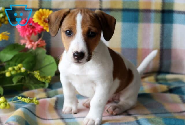 Tanner Jack Russell image