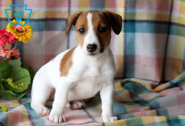 Tanner Jack Russell2 image