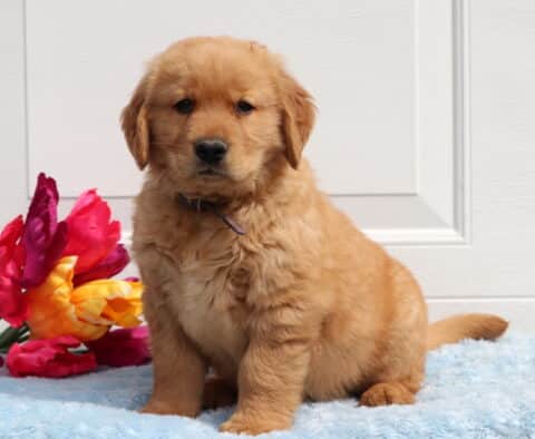Taz Golden
