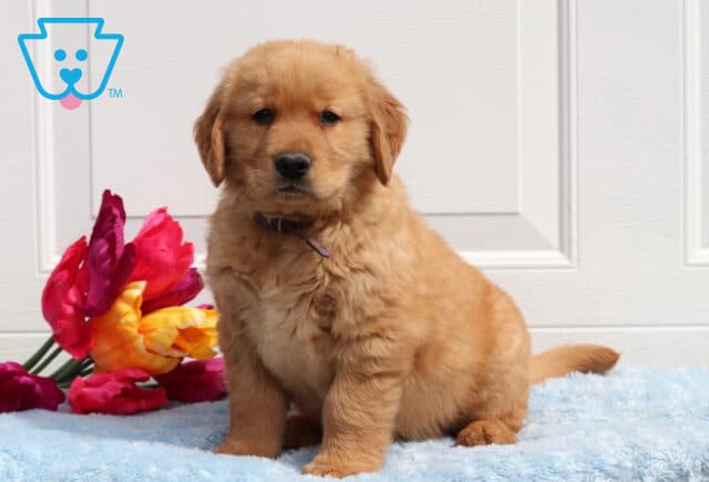 Taz Golden image
