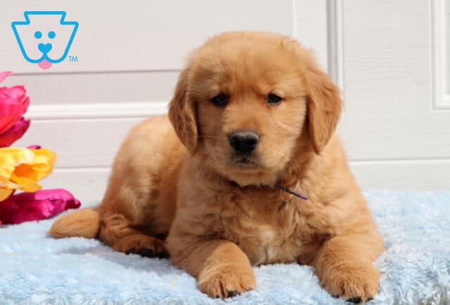 Taz Golden2 image