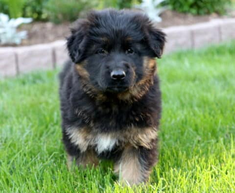 Fluffy black and tan German Shepherd puppy walking through green grass, with a low stone border and lush garden plants int he background.