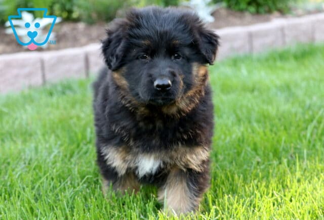 Fluffy black and tan German Shepherd puppy walking through green grass, with a low stone border and lush garden plants int he background. image