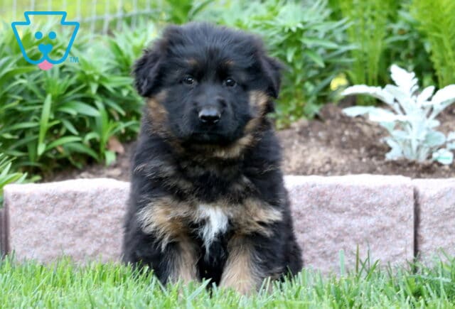 Sweet-faced black and tan German Shepherd puppy sitting in the grass in front of a garden bed, framed by stone edging and lush green plants. image