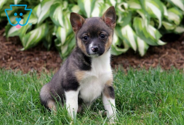 Adorable black and tan Pomeranian Mix puppy with white markings sitting on green grass, alert ears pointed up and hosta plants in the background. image