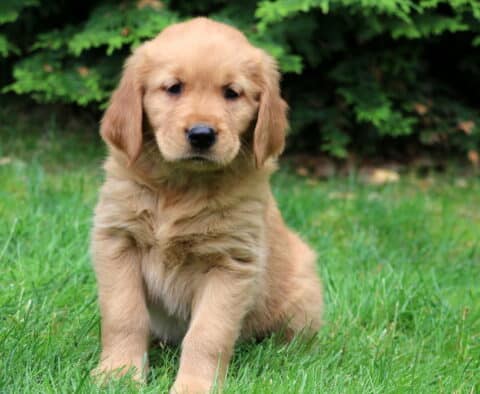 Fluffy Golden Retriever puppy with a soft golden coat sitting in the grass with dark green trees in the background, looking calm and curious.