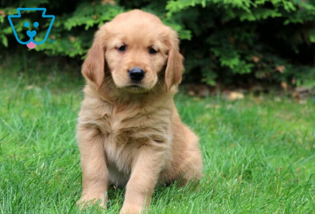 Fluffy Golden Retriever puppy with a soft golden coat sitting in the grass with dark green trees in the background, looking calm and curious. image