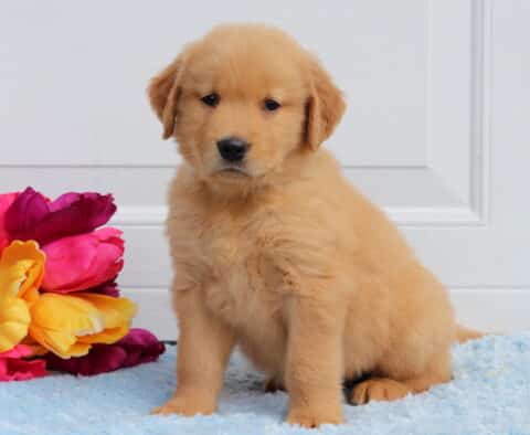 Tennessee Golden