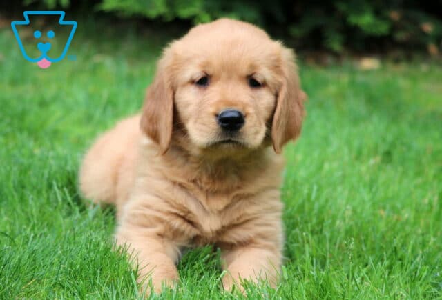 Adorable Golden Retriever puppy with a thick, light golden coat lying in the green grass, looking relaxed with soft trees blurred in the background. image