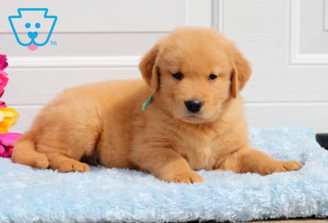 Tennessee Golden2 image