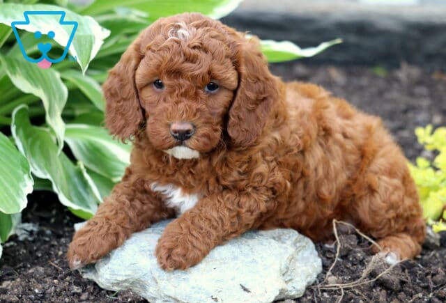 Fluffy red Mini Goldendoodle puppy with a white chest and chin resting on a gray rock in a garden bed with lush green hosta plants in the background. image