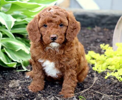 Curly red Mini Goldendoodle puppy with a white chest sitting in a flower bed beside green hosta plants and a tipped-over clay pot in the background.
