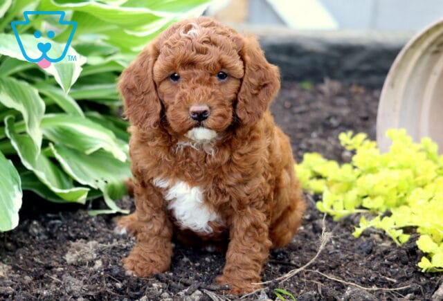 Curly red Mini Goldendoodle puppy with a white chest sitting in a flower bed beside green hosta plants and a tipped-over clay pot in the background. image