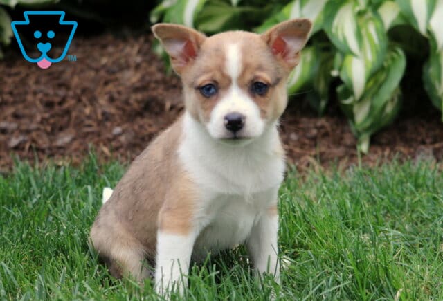 Sweet tan and white Pomeranian mix puppy sitting on grass with one ear perked up, backed by lush green hostas and mulch. image