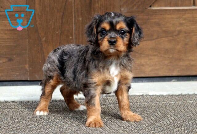 Theodore Cavalier image