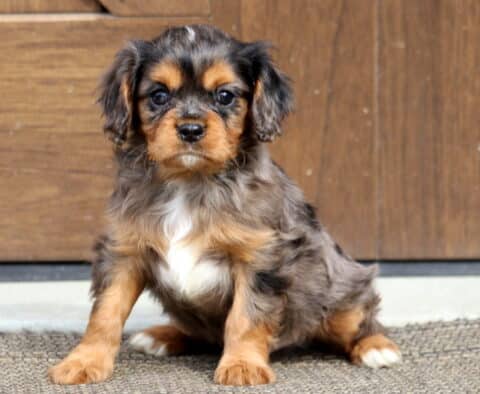 Theodore Cavalier2