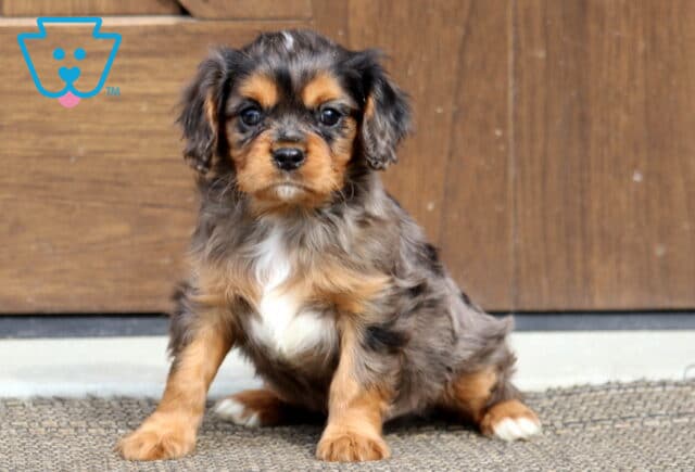 Theodore Cavalier2 image