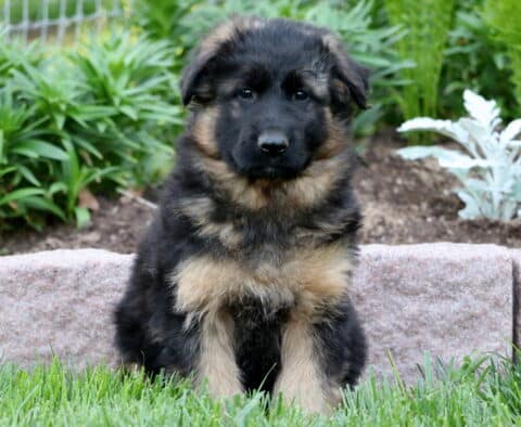 Fluffy black and tan German Shepherd puppy sitting on a lush green grass, with a stone garden wall and vibrant foliage behind it.