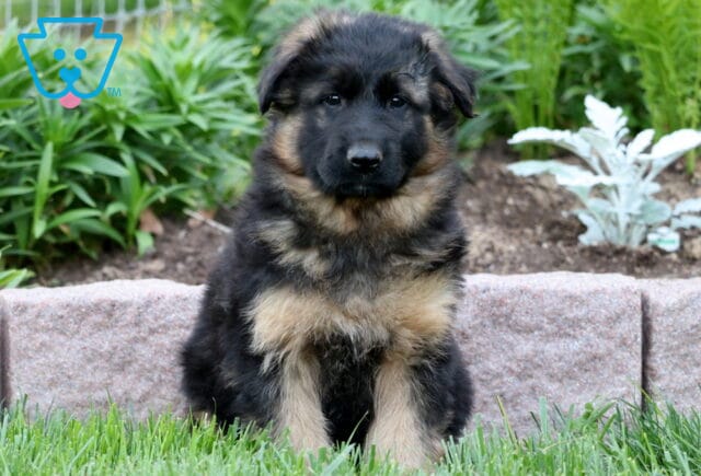 Fluffy black and tan German Shepherd puppy sitting on a lush green grass, with a stone garden wall and vibrant foliage behind it. image