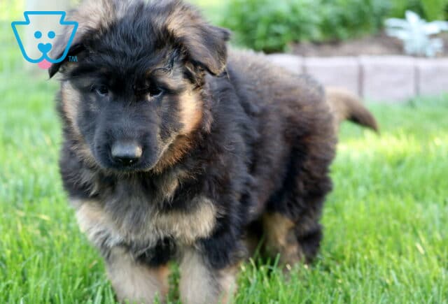 Fluffy black and tan German Shepherd puppy walking through green grass with its head slightly down, garden edging and greenery in the background. image