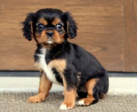 Tia Cavalier